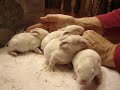 8 Day Old Bunnys 8 Day Old Bunnys