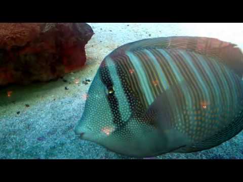 Aquarium Cafeteria - Tierpark Berlin - 09.09.2017/2