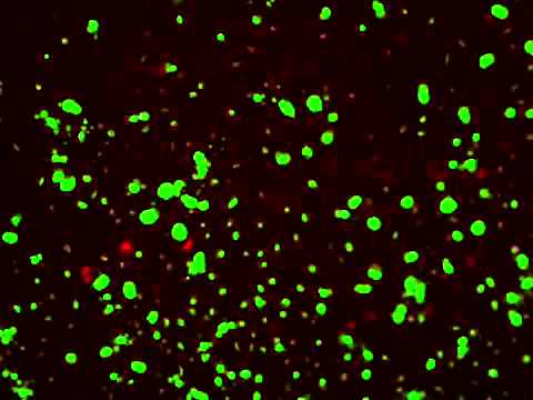 Cell Event Apoptosis Detection