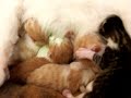 Surprise! New Born Kitties!----one day old! Surprise! New Born Kitties!----one day old!