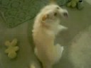 better brake dancing dog