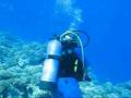 Graptolite Goes Diving On Manihi Atoll