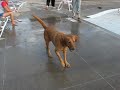 Doggie Paddle 2008