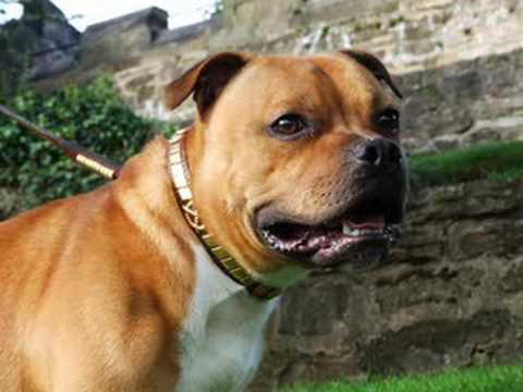 staffature bull terrier