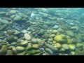 Aareschwimmen im Herbst: Schönau-Marzili bei selten klarem Wasser, 3. Oktober 2011