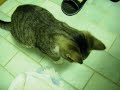 Kitten hiding in pants