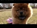 Chow Chow