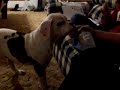 frank and squirt bottle