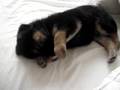Bowzer Is SLEEPY!~*