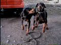 Dobermans with rope
