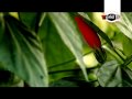 sekh mujib shajib wazed joy shekh hasina desher gan @world tv worldtvbd