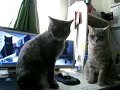 pisici haioase.flv