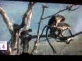 Video Animal seks Video Animal seks