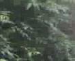 Matheran Witch Project