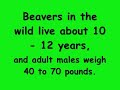Beavers in Alaska