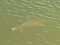 The Red Zone-Fly-Fishing for Red Fish