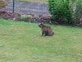 the cat caught a mouse