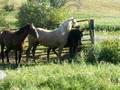 The mustangs, Joslynn and Nikki