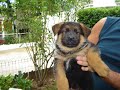 cuccioli pastore tedesco balletto