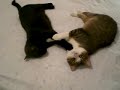 gatti : il dolce far niente gatti : il dolce far niente