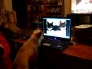 Talking cats and the dog who listened Talking cats and the dog who listened