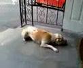 Pitbull Wont Go Inside
