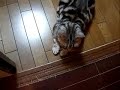 ネコとおねえさんの会話