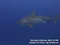 Tiger shark pass in the Bahamas