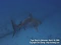 Tiger shark pass in the Bahamas