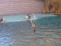 Dalian Laohutan Ocean Park tour-7 - YouTube
