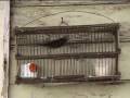 videos de BIRDCAGE0