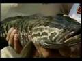Scott Broom Invasive Species