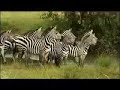 Zebra Vs. Lion