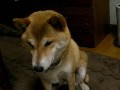 柴犬 ごはん と しゃべる犬 プラム