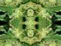 420,vaporiser, Me Gustas The One & Mako Haze 420,vaporiser, Me Gustas The One & Mako Haze