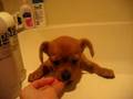 Tiara1 before taking bath