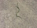 Li'l Green Saskatchewan grass snake