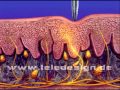 HHZ 021 Schmerz Reaktion - SD PAL / HHZ 021 Pain reaction - SD PAL