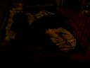 videos de newborn kitten nursing