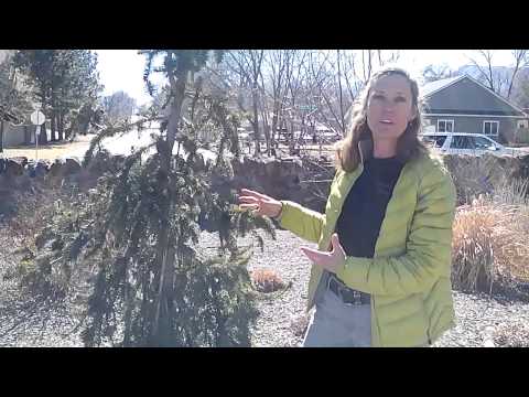 how to transplant a weeping norway spruce
