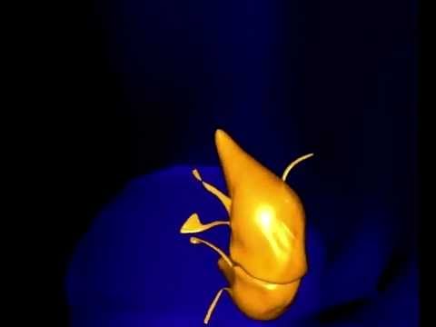Life Cycle of a Giardia Lamblia