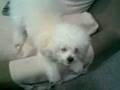 videos de Joey barks at the camera