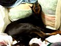 Mother Doberman Protect Puppies