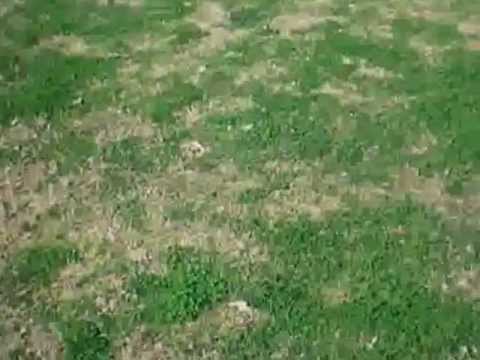 how to fertilize st augustine grass in california