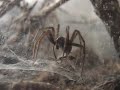 Tegenaria Atrica feeding 2 