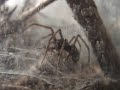 Tegenaria Atrica (feeding 2)