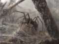 Tegenaria Atrica (feeding 2)