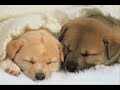 Sleepy Sleepy Sleepy..