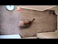 Epic BONKx4! (Slow motion jumping!!!)