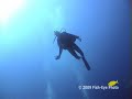 Bonaire Island Video